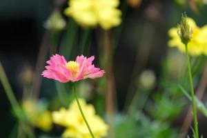 hermoso color cosmos rosa suave y amarillo fresco con hojas verdes y flores en flor y capullos en el jardín botánico. foto