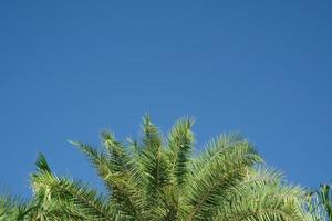 la belleza de las hojas de palma de coco verde fresco forma de curva de árbol en el cielo azul con fondo nublado. hojas afiladas plantan árboles de frutas tropicales en tailandia con espacio de copia para escribir texto. foto