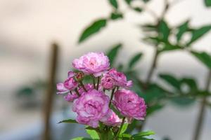 fresh of vineyard song pink rose flower bouquet blooming in outdoor garden. fragrant frora soft petals photo