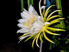 fresh green and white flower bloming dragon fruit hanging on branch growing on night . tropical sweet fruit in thailand garden. photo