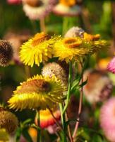 beautiful group of helichrysum golden yellow color fresh flower in botany garden natural park. macro flora orange and pink blooming photo