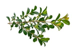 leaf vine isolates on a white background photo