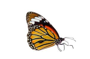 Orange butterfly on white background. Isolate photo