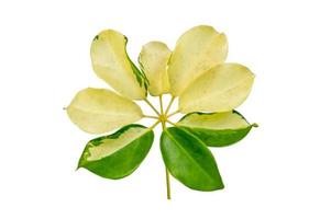 leaf vine isolates on a white background photo