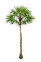 Palm tree wood gardening white background Isolates photo