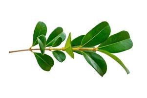 leaf vine isolates on a white background photo