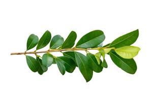 leaf vine isolates on a white background photo