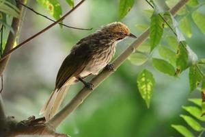 bulbul de cabeza de paja en una reserva natural foto