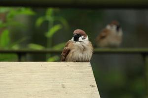 Eurasian Tree Sparrow on a wooden block photo