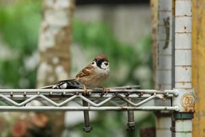 Eurasian Tree Sparrow on a wooden block photo