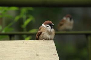 Eurasian Tree Sparrow on a wooden block photo