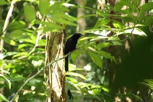 Greater Racket Tailed Drongo in the understory photo