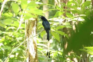 Greater Racket Tailed Drongo in the understory photo