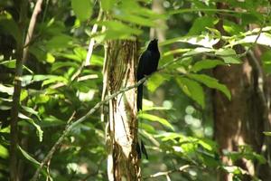 mayor drongo cola de raqueta en el sotobosque foto