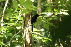 mayor drongo cola de raqueta en el sotobosque foto