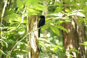 mayor drongo cola de raqueta en el sotobosque foto