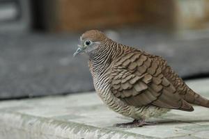 Zebra Dove on the floor photo