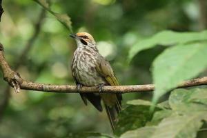 Straw Headed Bulbul in a nature Reserve photo