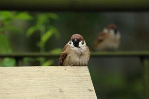 Eurasian Tree Sparrow on a wooden block photo