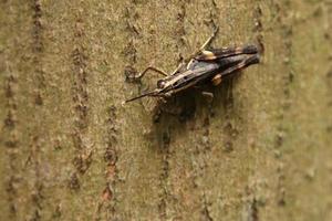 Spur Throated Grasshopper on a tree trunk photo