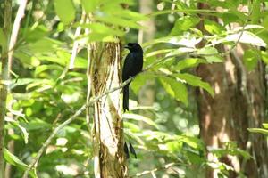 mayor drongo cola de raqueta en el sotobosque foto