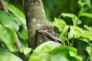 Bronze-eyed geckos, an endemic species of Seychelles photo