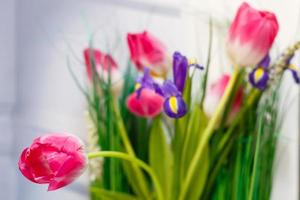 Blue irises and pik tulips photo