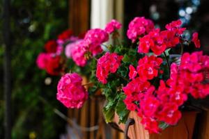 A Variety of Flowers Blooming in Pots on an Urban Balcony at Sunset photo