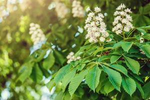 branches of blossoming chestnut tree with sun beams photo