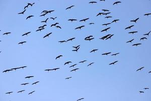 A large flock of cranes winters on a lake in northern Israel. photo