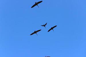 A large flock of cranes winters on a lake in northern Israel. photo