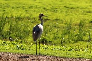 A large flock of cranes winters on a lake in northern Israel. photo