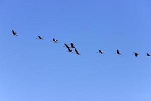 A large flock of cranes winters on a lake in northern Israel. photo