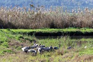 A large flock of cranes winters on a lake in northern Israel. photo