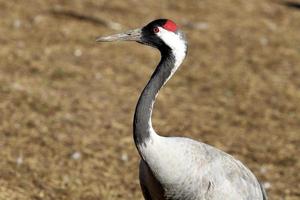 A large flock of cranes winters on a lake in northern Israel. photo