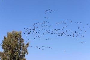 A large flock of cranes winters on a lake in northern Israel. photo