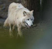 Arctic wolf in zoo photo