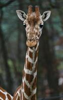 Giraffe in zoo photo