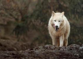 Arctic wolf in zoo photo