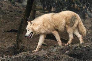 Arctic wolf in zoo photo