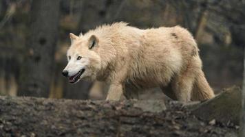 Arctic wolf in zoo photo