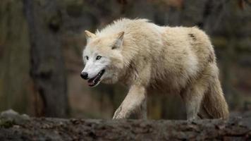 Arctic wolf in zoo photo