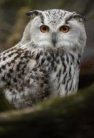 Eurasian eagle owl photo