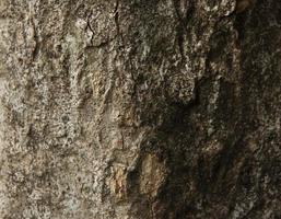 Close up textured tree trunk woods with contrast lighting photo