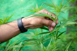 plantas de marihuana de cannabis en el laboratorio de ciencias para hacer medicamentos y productos de hierbas en pancartas paisajísticas foto