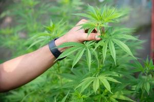 plantas de marihuana de cannabis en el laboratorio de ciencias para hacer medicamentos y productos de hierbas en pancartas paisajísticas foto