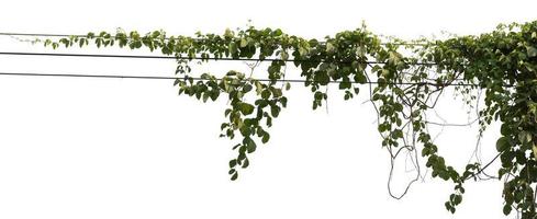 Isolated vine plant on white background. Clipping path photo