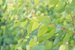 Eucalyptus leaves. branch eucalyptus tree nature background photo