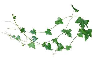 vine plant climbing isolated on white background. Clipping path photo