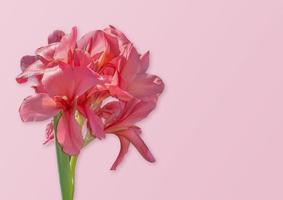 Pink canna lily flowers on pink pastel background photo